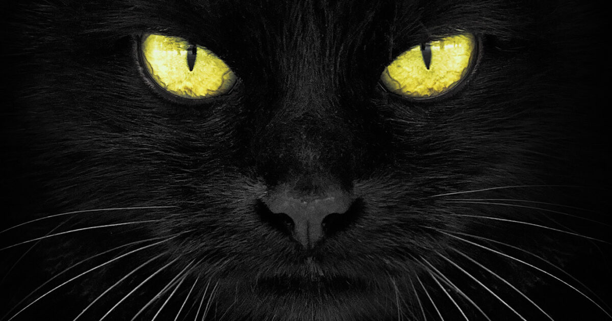 evil black cat eyes
