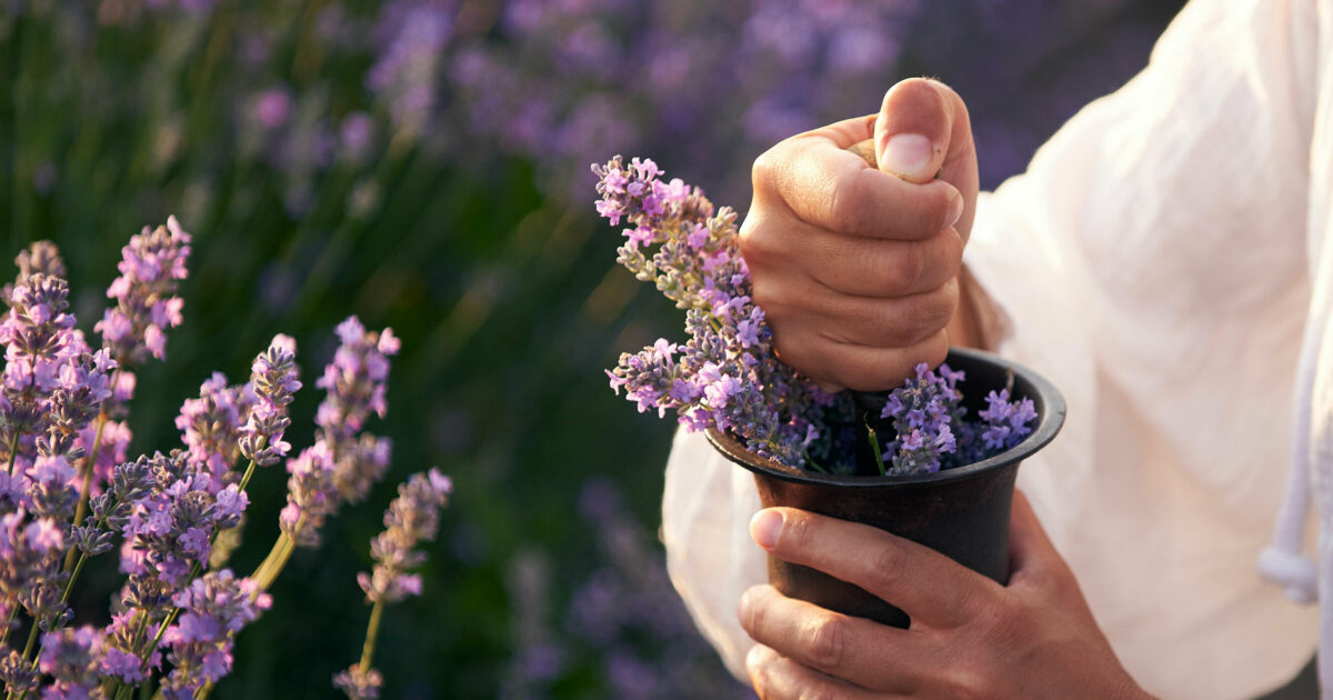 Benefits of Lavender
