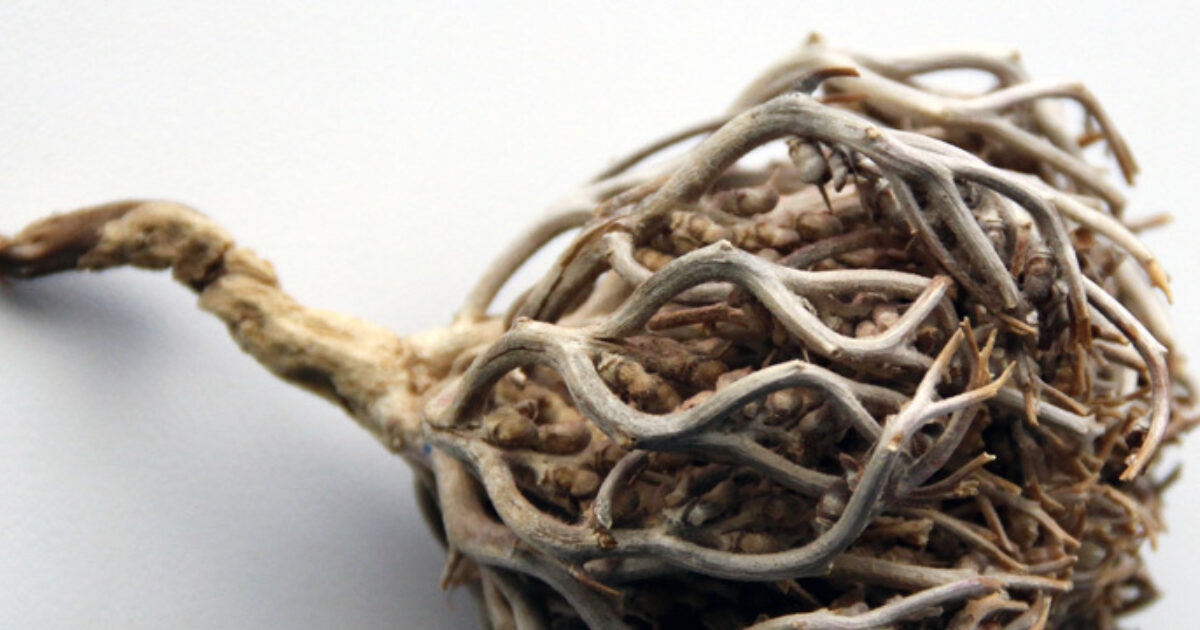 The Spiritual Uses of Rose of Jericho: The Resurrection Plant