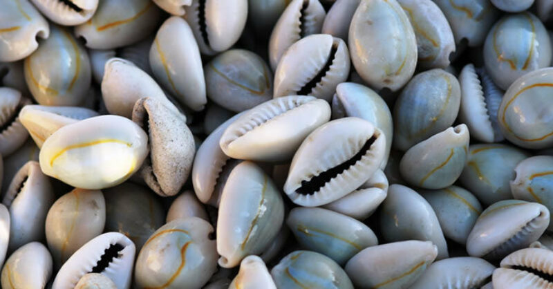 The Art of Cowrie Shell Divination
