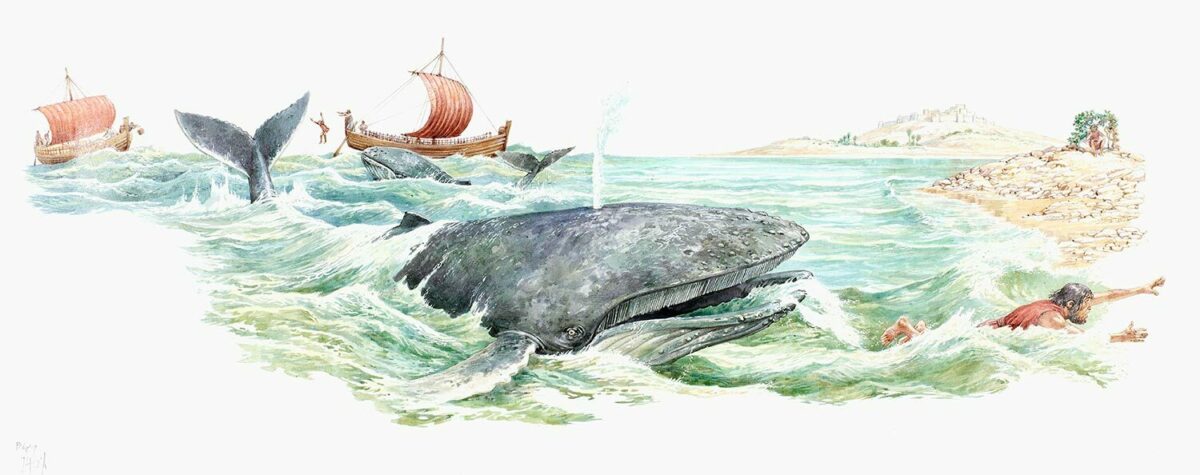 Jonah whale rose jericho