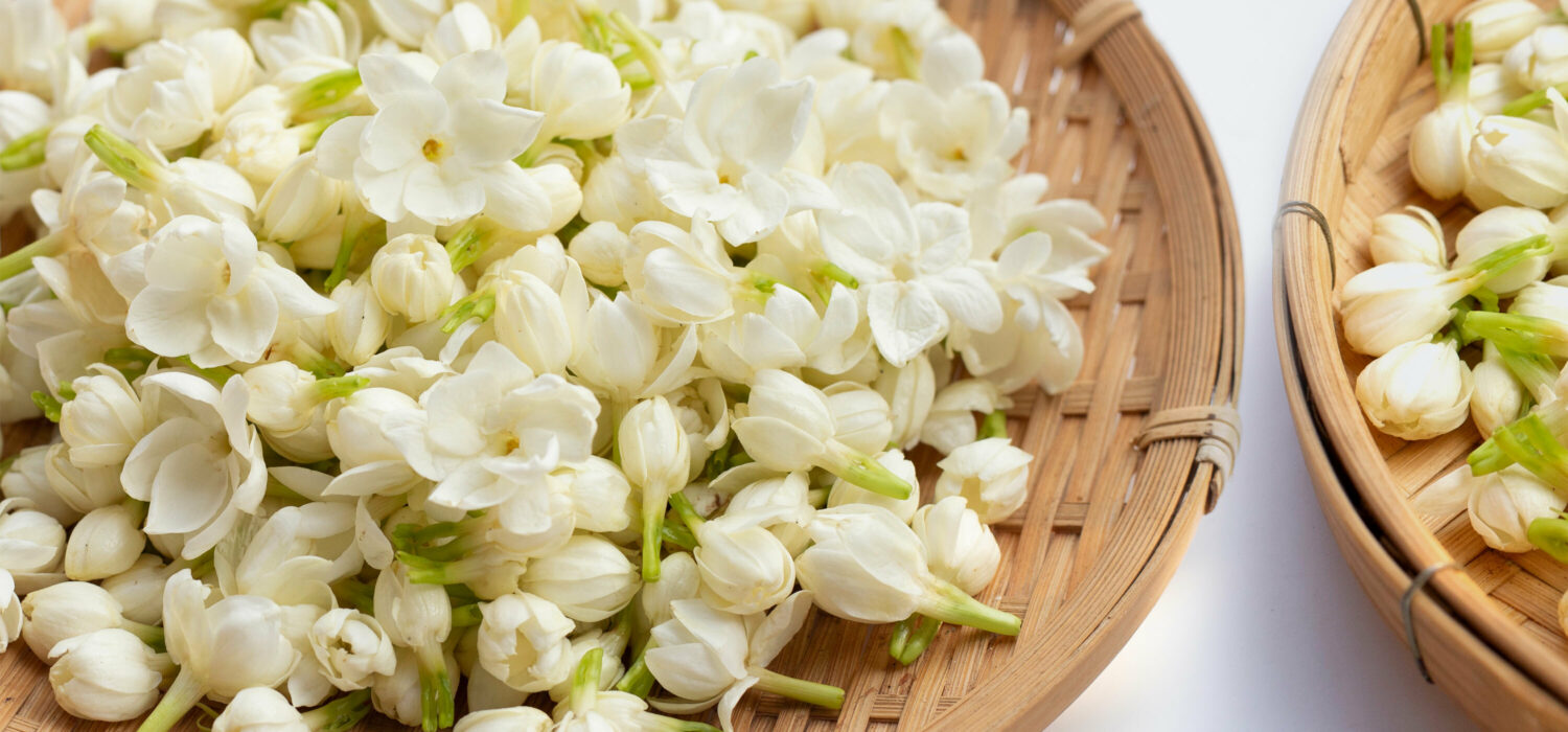 White Jasmine Flower