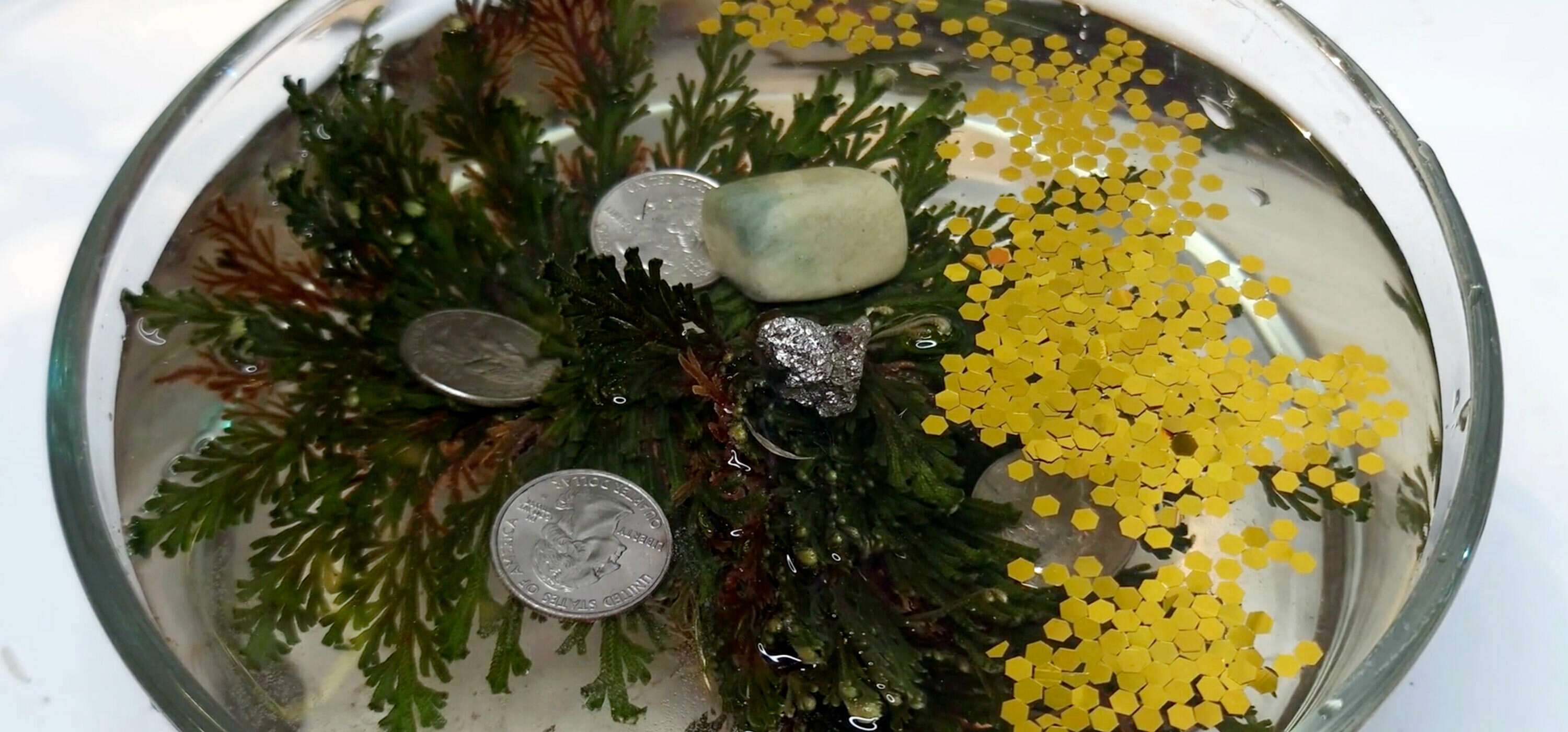 Rose of Jericho Luck & Abundance Rituals