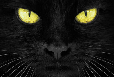 Black cat products rituals magic