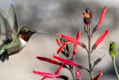 Chuparrosa hummingbird love rituals