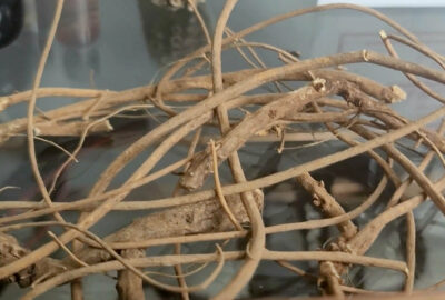Devils shoestring root rituals