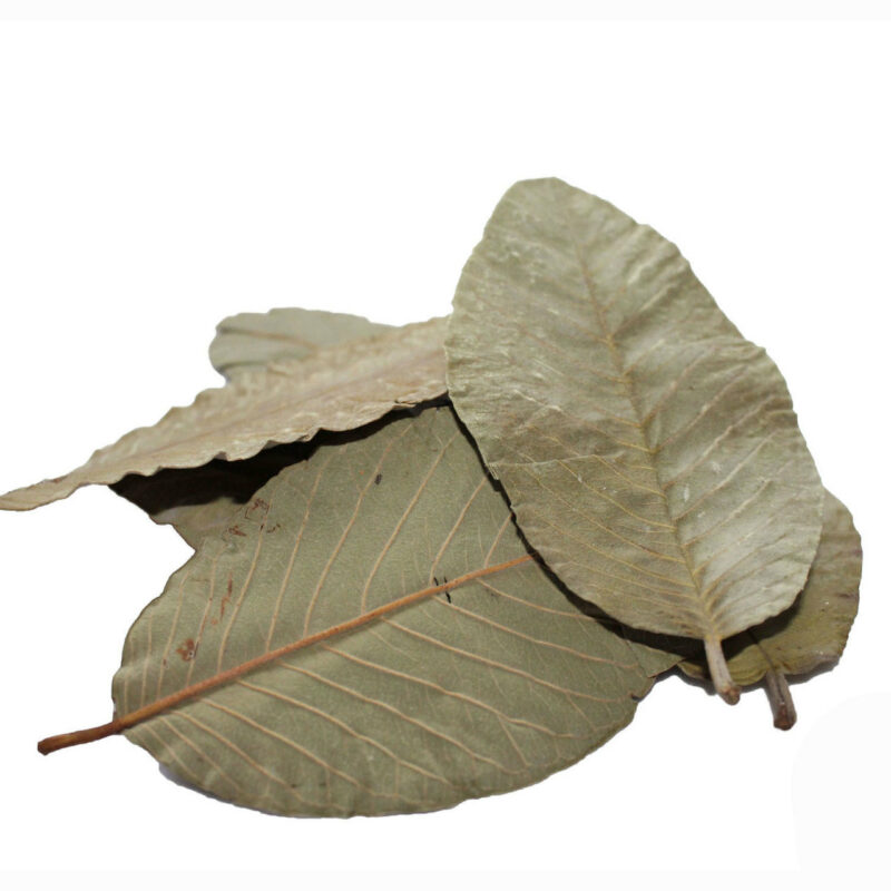 Guava leaves 03380