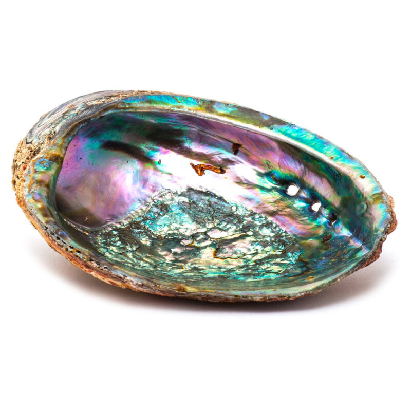Abalone shell 6 inch