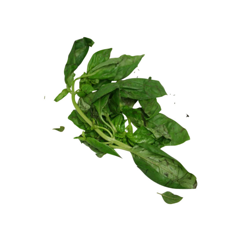 Albaca fresh herb 57666