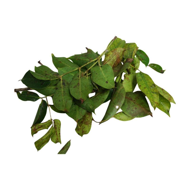 Almacigo fresh herb 07894