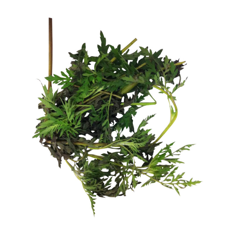 Altamisa fresh fresh herb 89542