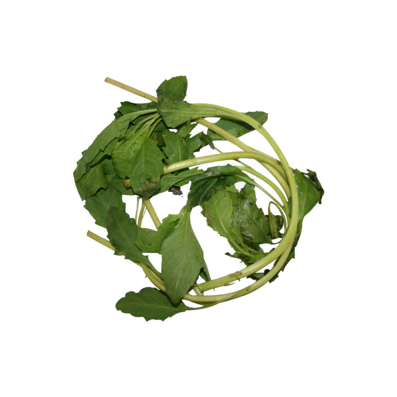 Apazote fresh herb 17983
