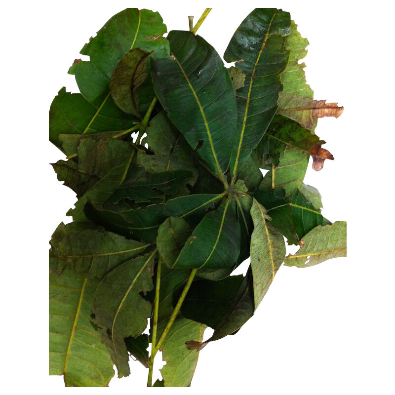 Ceiba fresh herb 91613