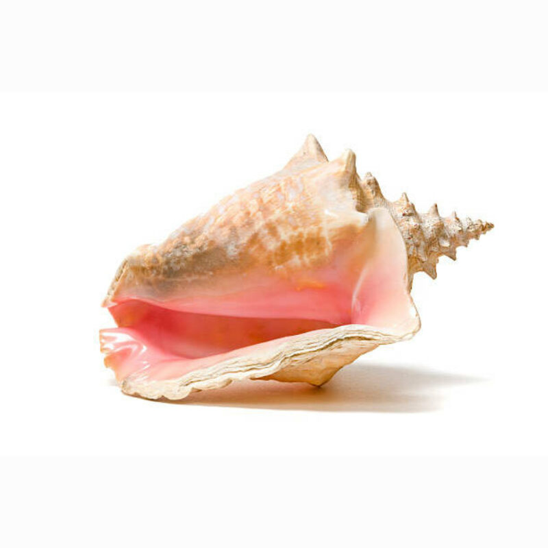 Conch shell 25988
