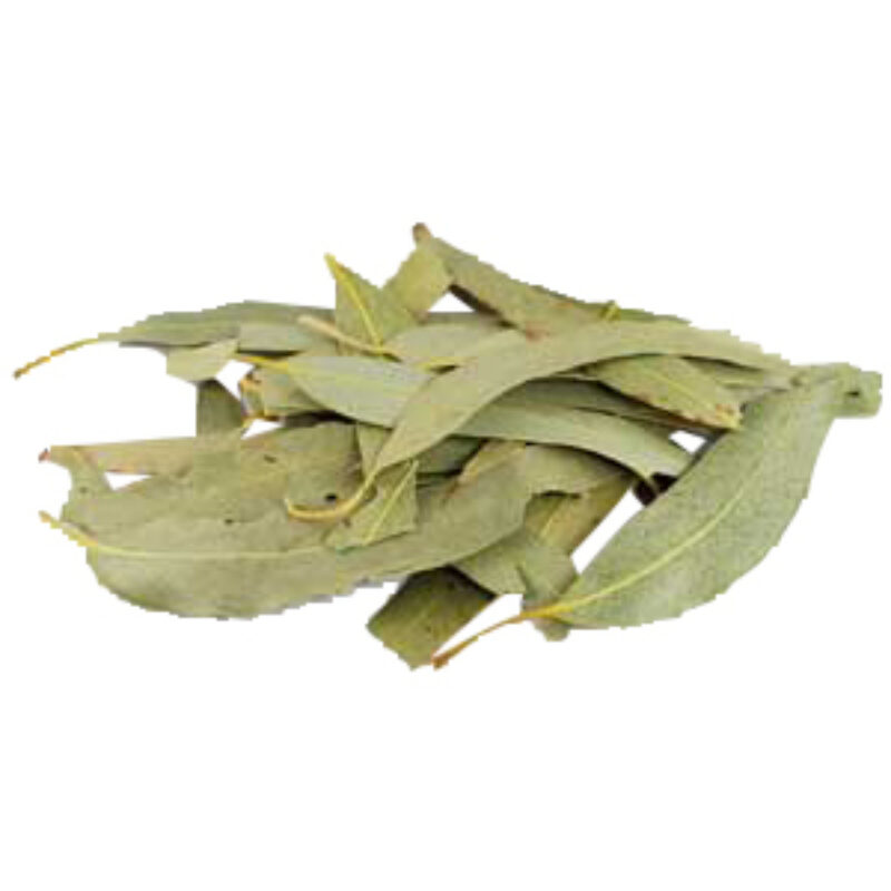 Eucalyptus magical herb 17373