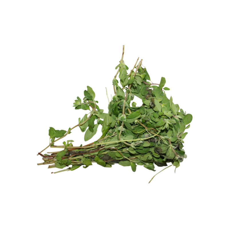Mejorana fresh herb 99586