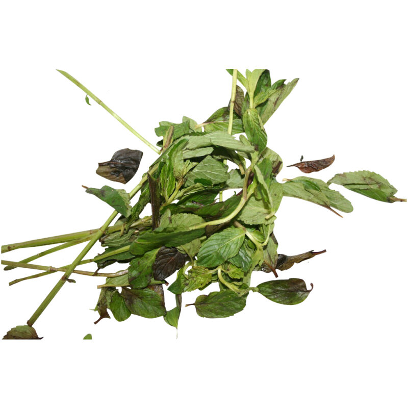 Menta fresh herb 33447