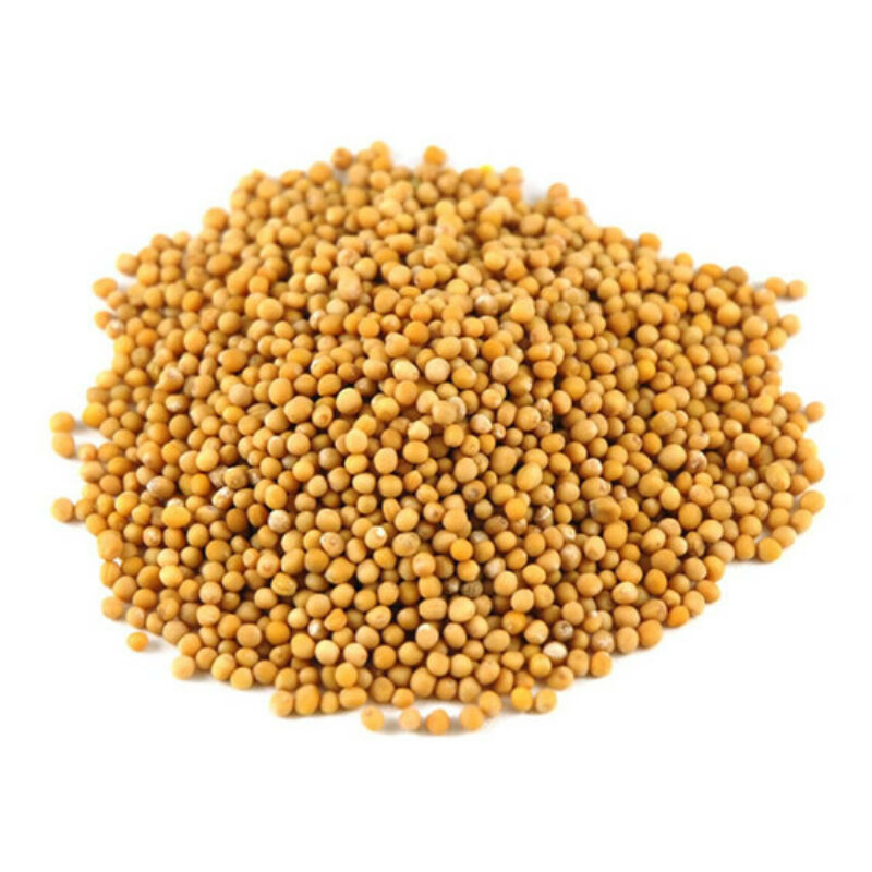 Mustard seeds yellow magical herb 82887