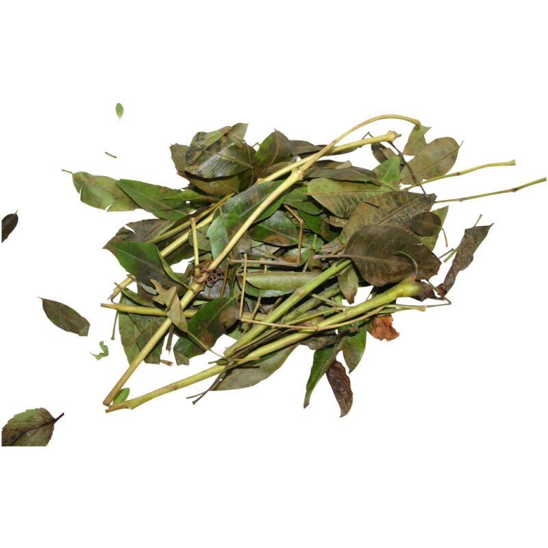 Paraiso fresh herb 18039