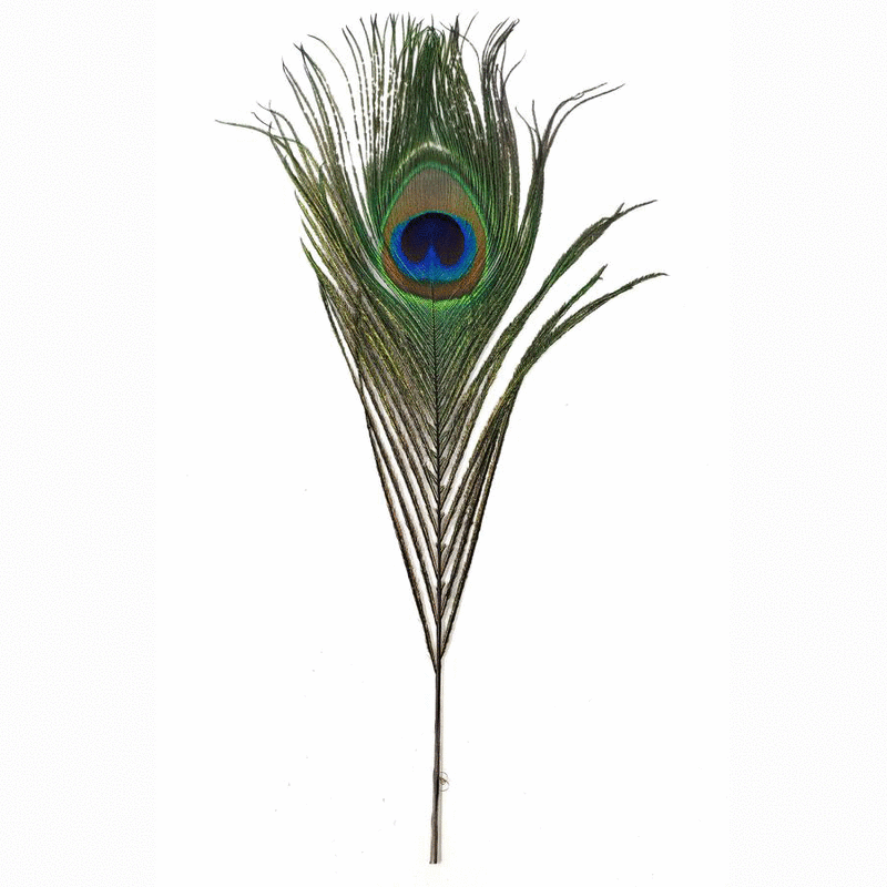 Peacock feather 79752