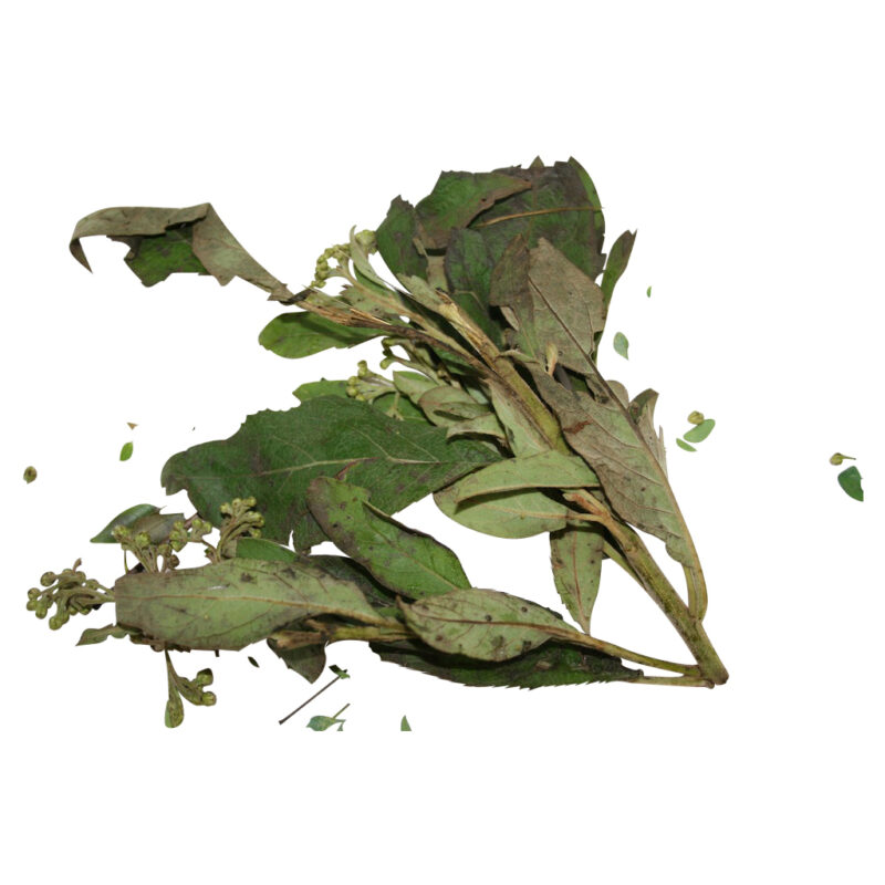 Salvia fresh herb 64905