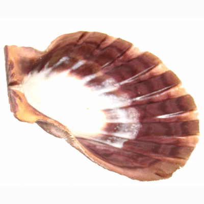 Lion Paw Shell 07165