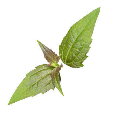 Rompe saraguey fresh herb 82870